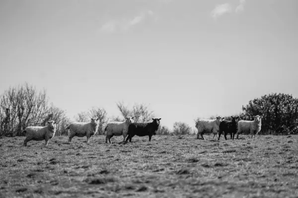 The Black Welsh Mountain from Gullet Farm - DK lambswool - Image 6