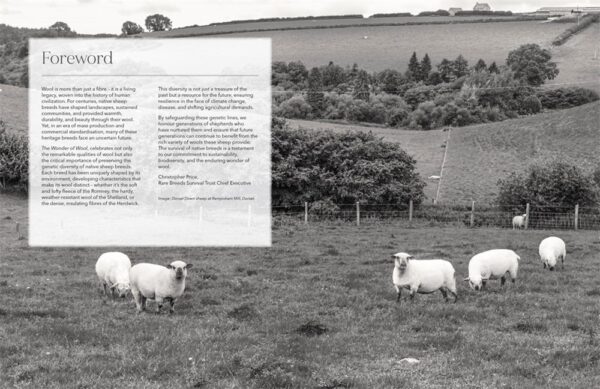 The Wonder Of Wool: A knitter's guide to pure breed sheep - Image 11